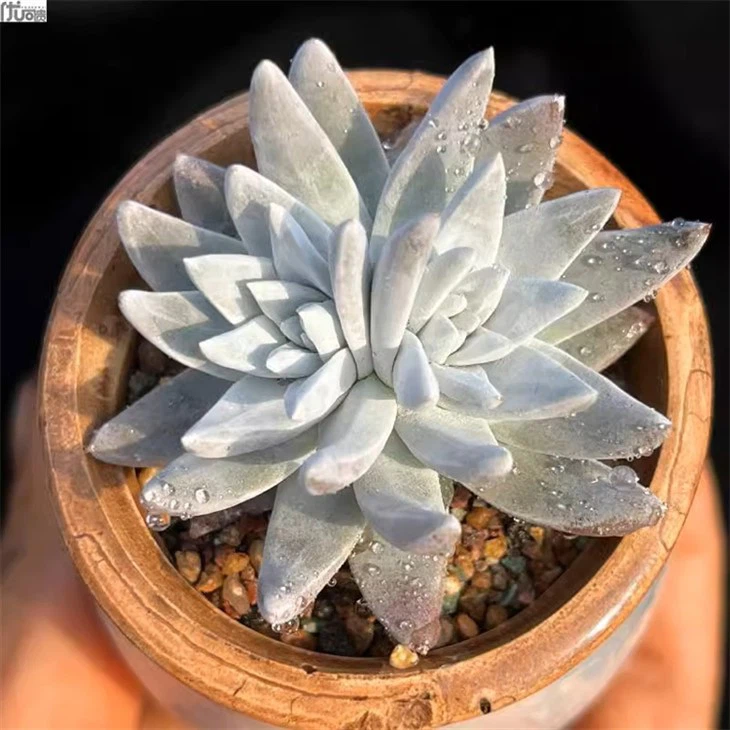 Dudleya Gnoma