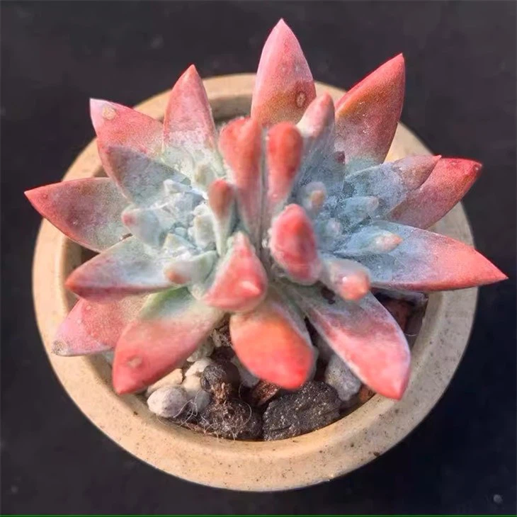Dudleya Gnoma