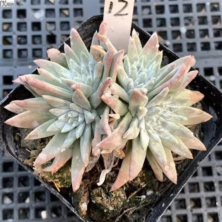 Dudleya Gnoma