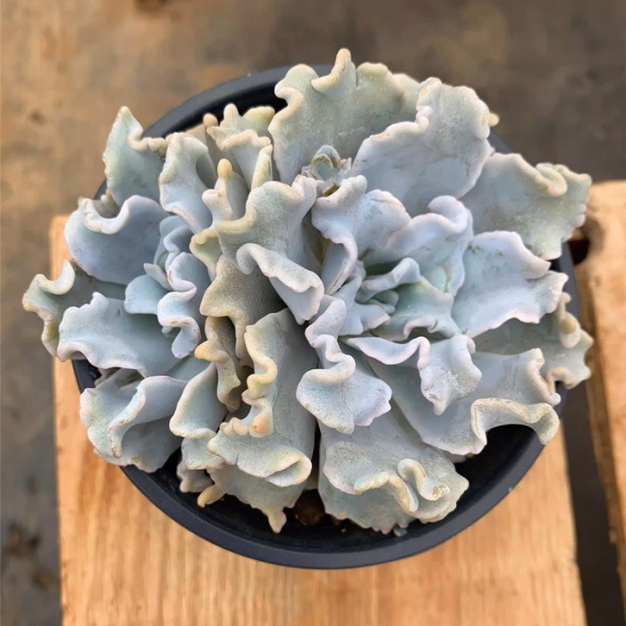 echeveria crispate beauty