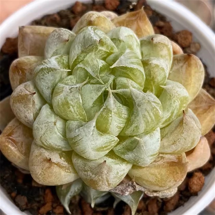 Echeveria Montage