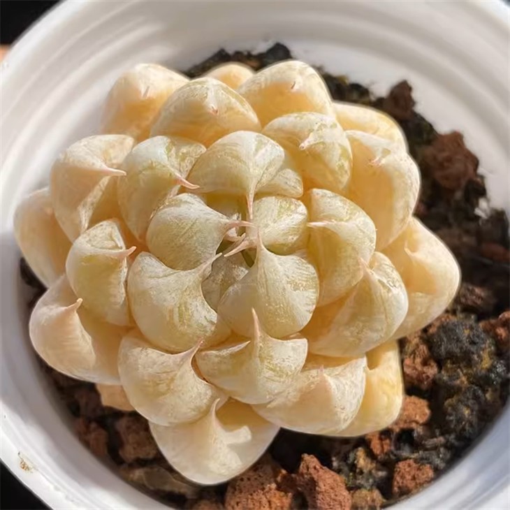 Echeveria Montage
