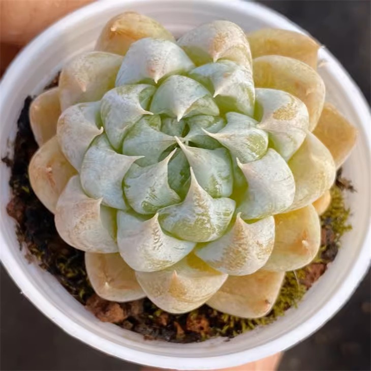 Echeveria Montage