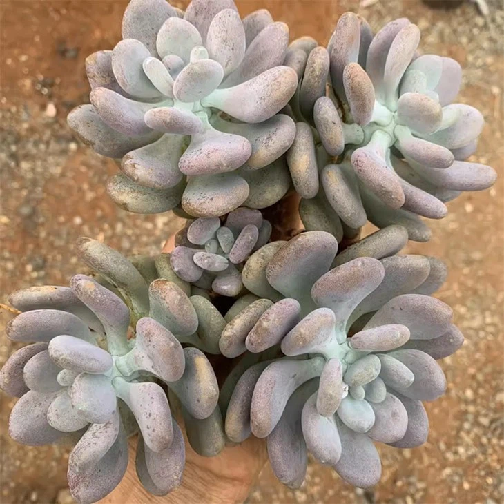 Pachyphytum Bracteosum Link & Al.