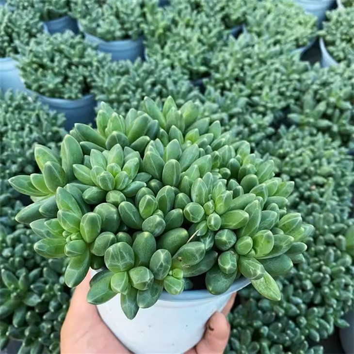 Pachyphytum Compactum Rose