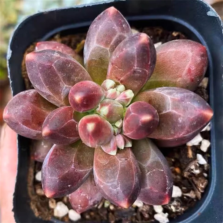 Pachyphytum Compactum Rose