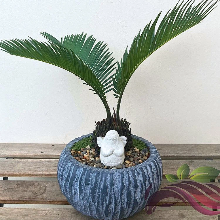 Cycas Revoluta factory