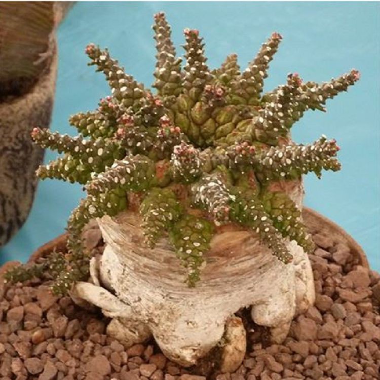 Euphorbia Brevirama best