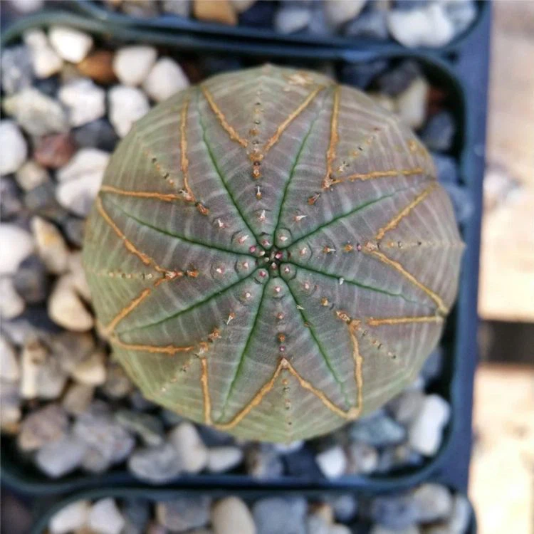 Euphorbia Obesa high quality