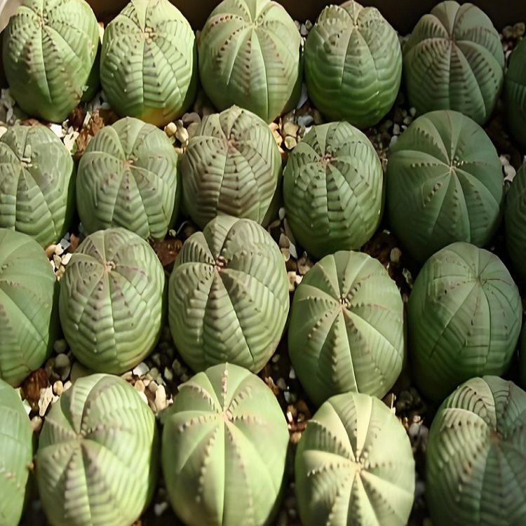 Euphorbia Obesa best