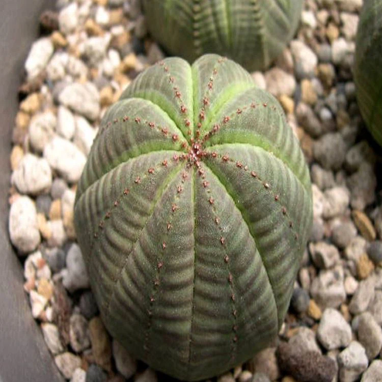 Euphorbia Obesa suppliers