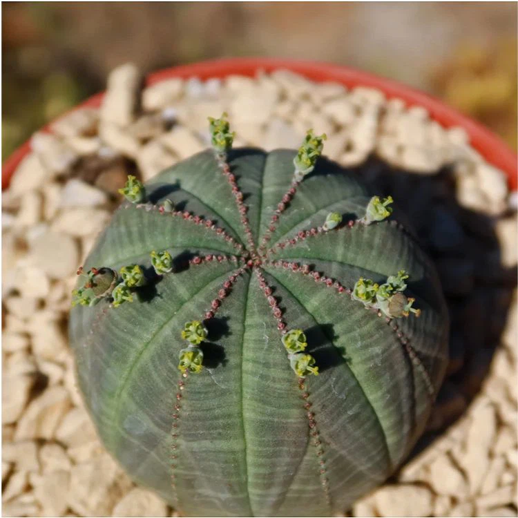 Euphorbia Obesa price