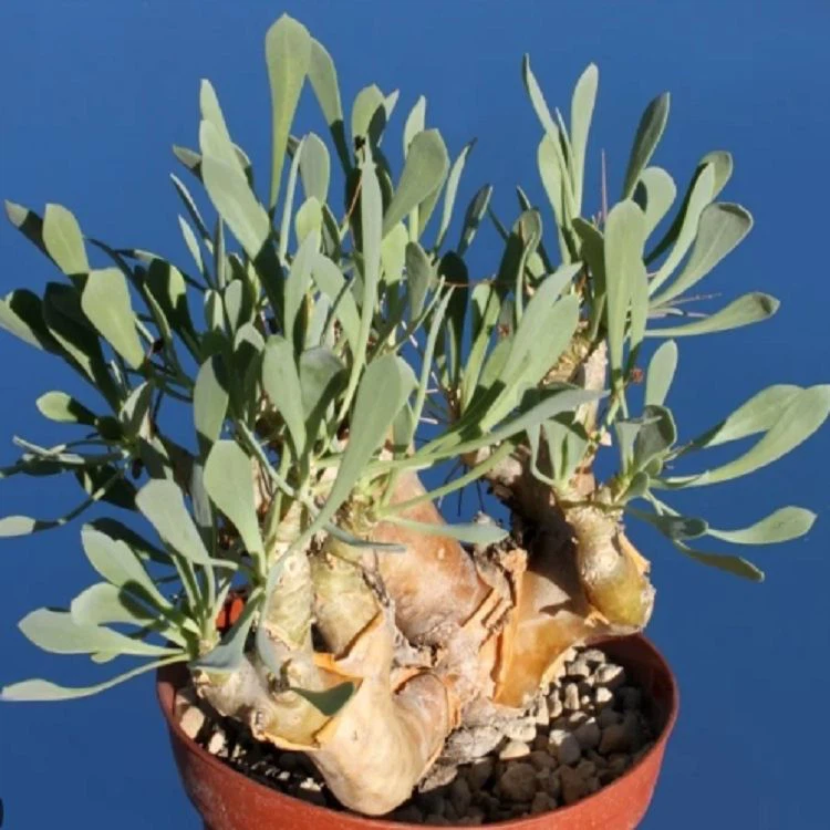 Othonna Euphorbioides best