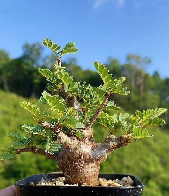 Senna Meridionalis best