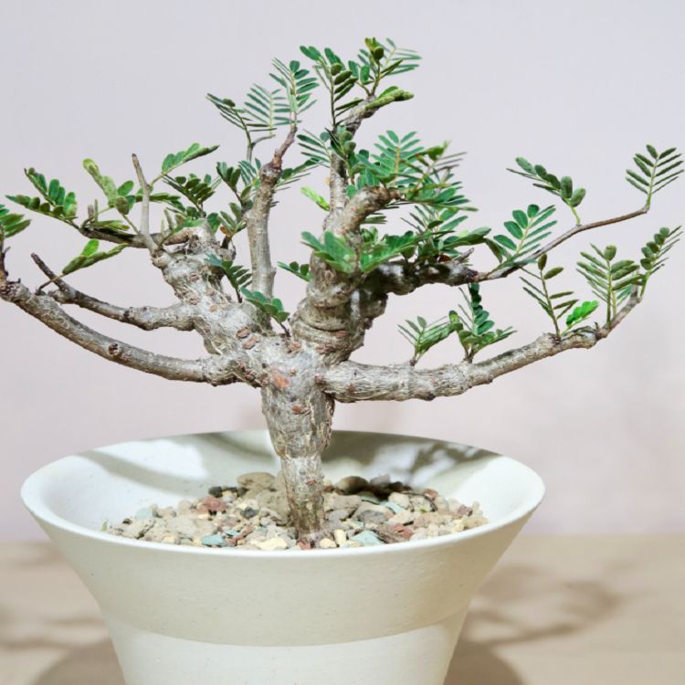 Senna Meridionalis suppliers