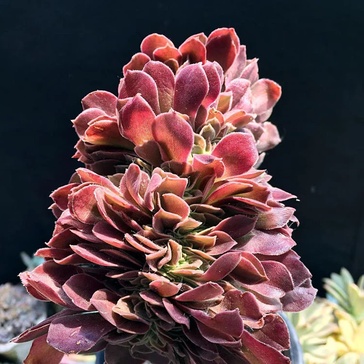 productcate-1-1 Aeonium Arboreum 'Velour European' Cristata