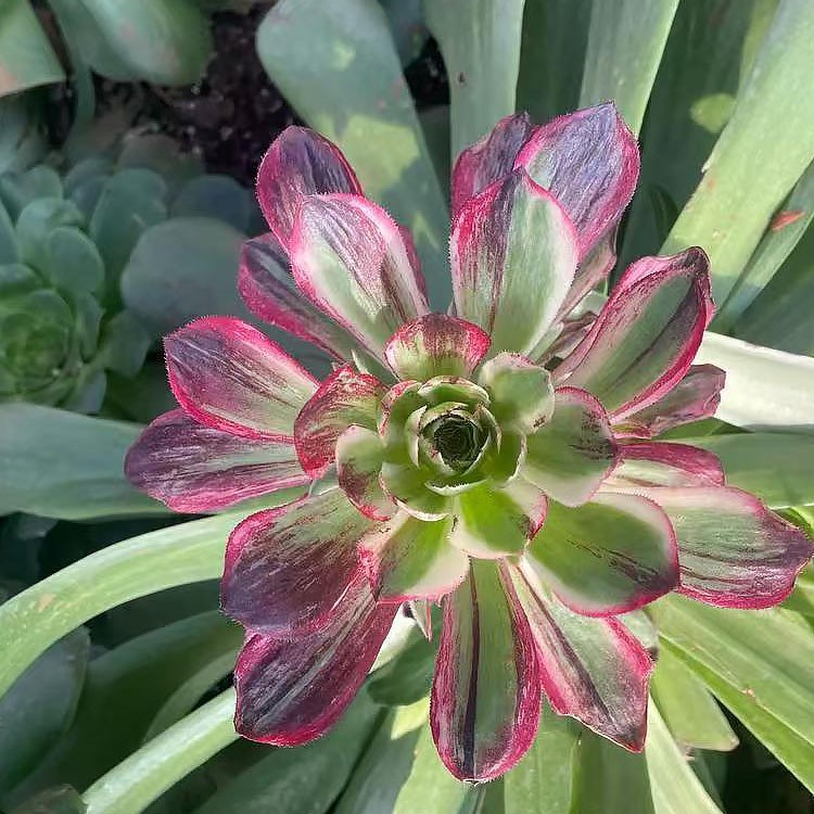 Aeonium Halloween Variegated Slight Color