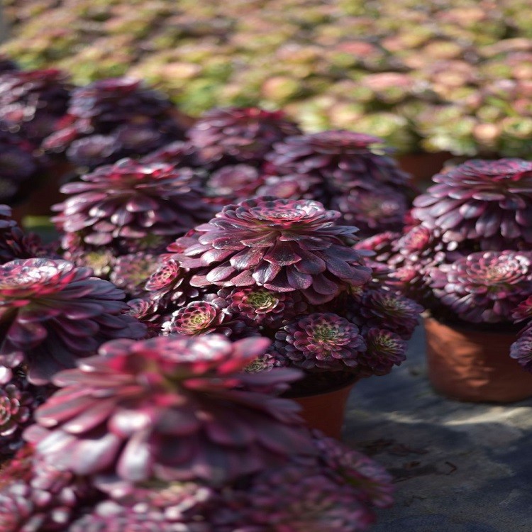 Aeonium 'Pretty Lady' suppliers