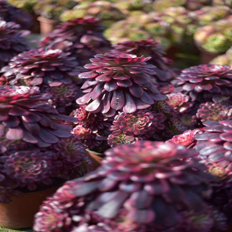 Aeonium 'Pretty Lady' factory