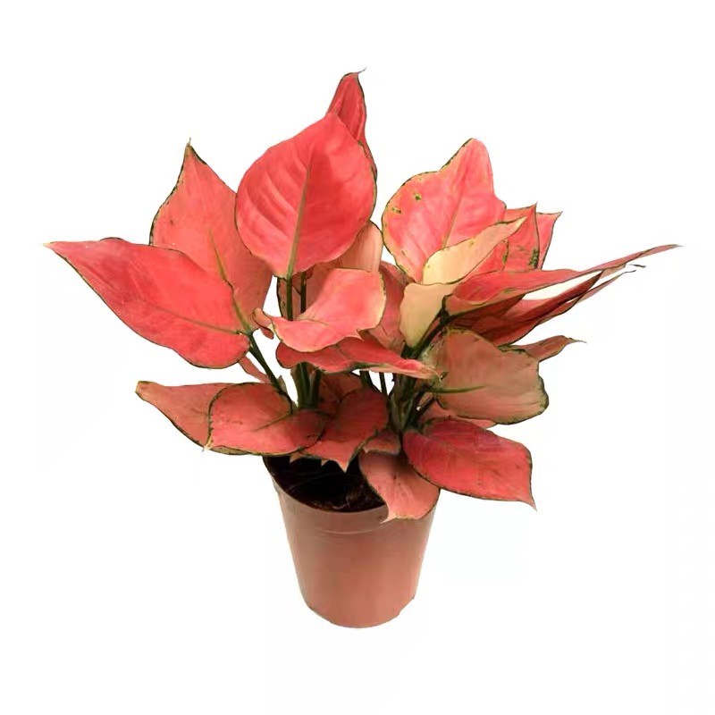 Aglaonema Commutatum Lady Valentine