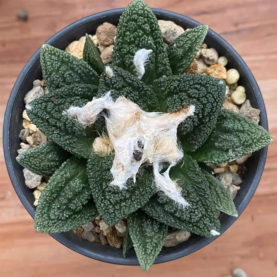 Ariocarpus Bravoanus Subsp
