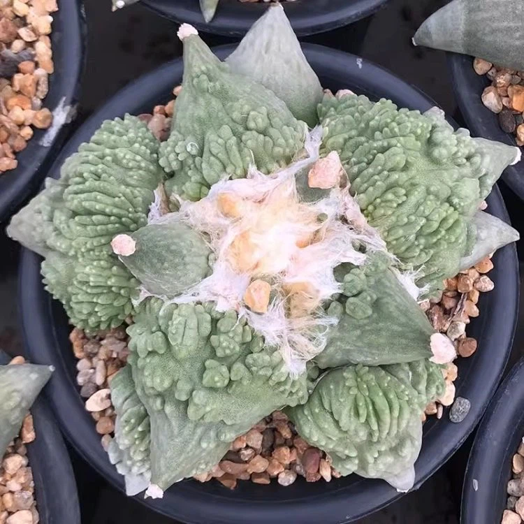 Ariocarpus Retusus ‘Cauliflower’