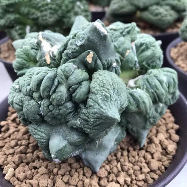 Ariocarpus Retusus ‘Cauliflower’ suppliers