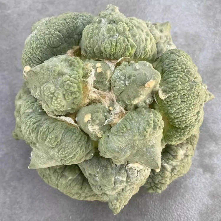 Ariocarpus Retusus ‘Cauliflower’ best