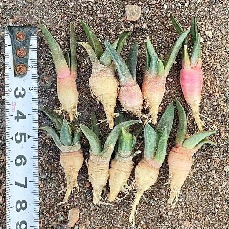 Ariocarpus Retusus factory
