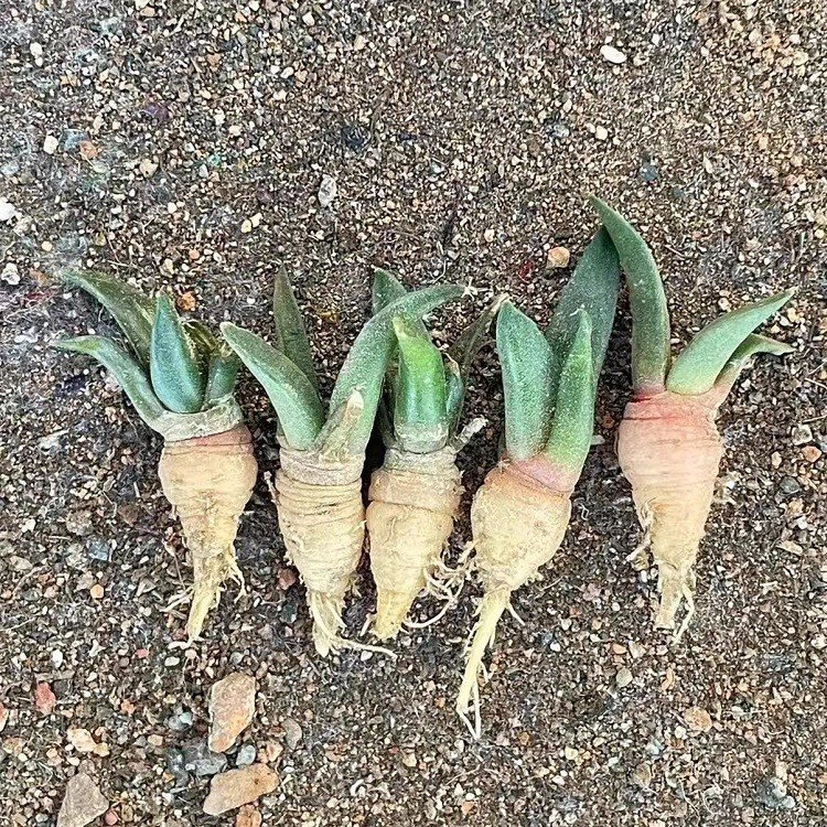 Ariocarpus Retusus suppliers