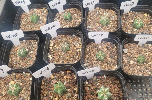 Aztekium Valdezii suppliers