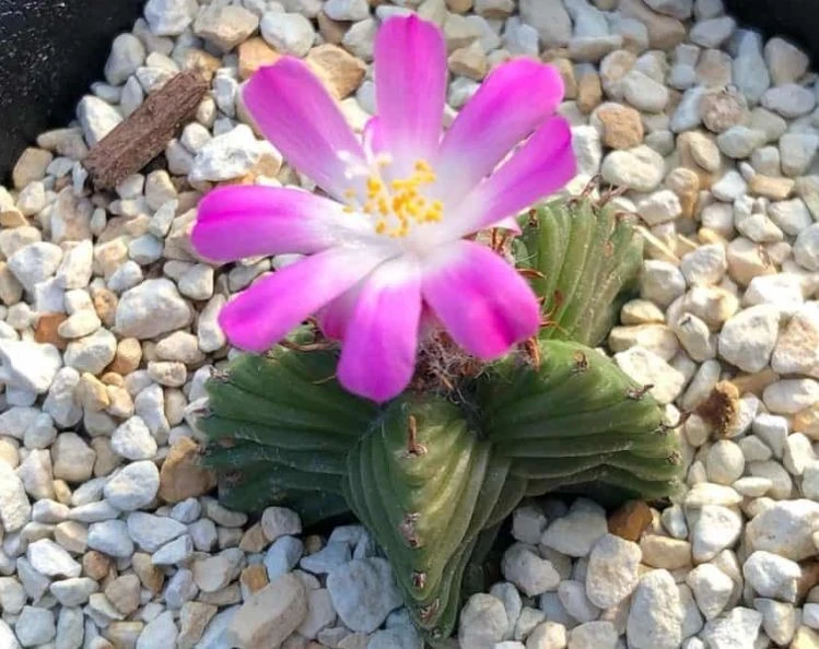 Aztekium Valdezii factory
