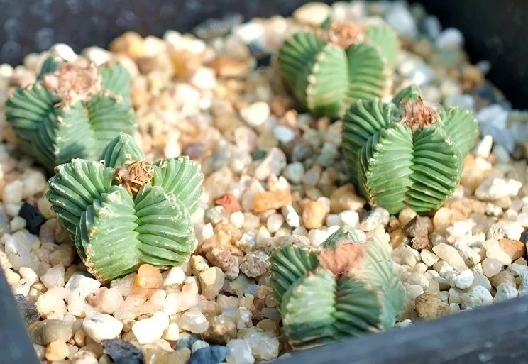 Aztekium Valdezii best