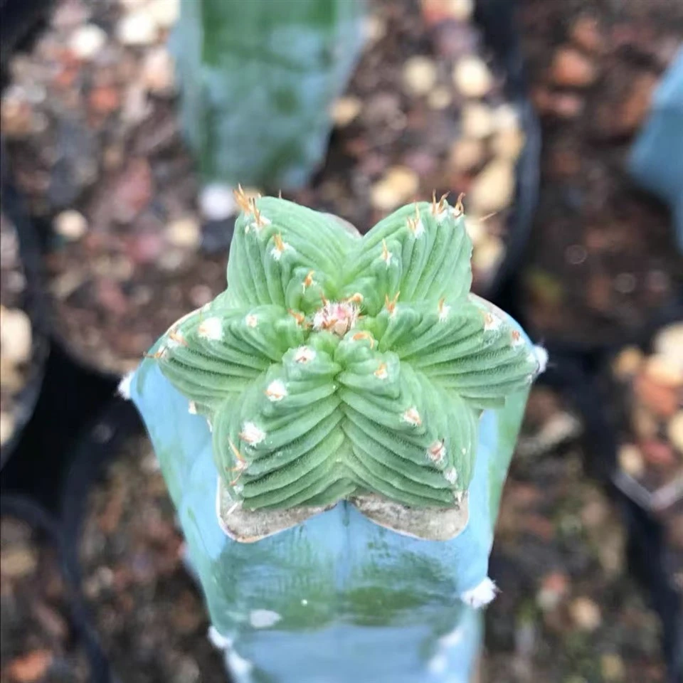 Aztekium Valdezii