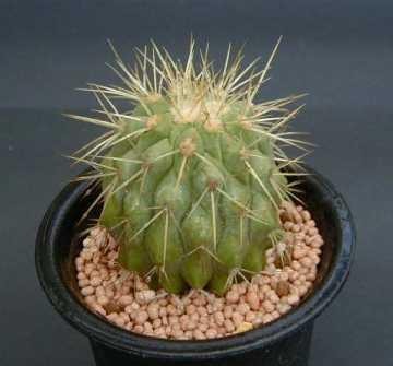 Copiapoa Haseltoniana suppliers