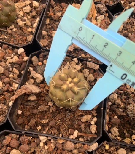 Copiapoa Haseltoniana factory