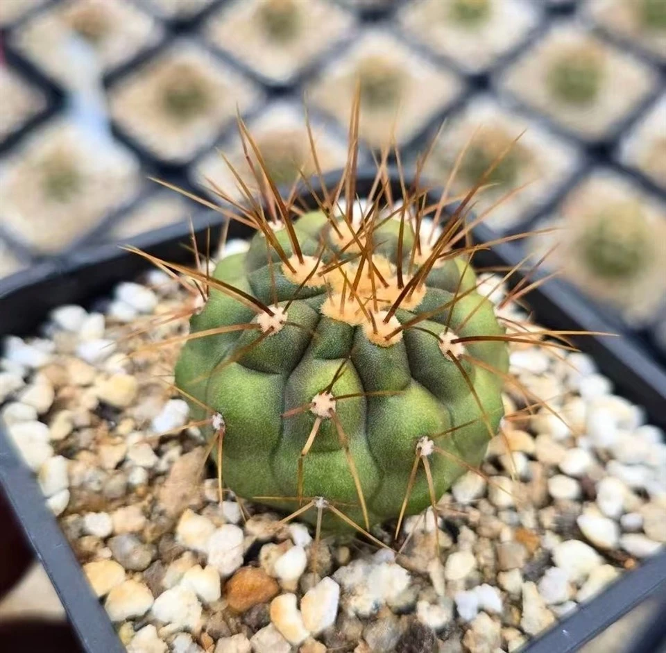 Copiapoa Haseltoniana best