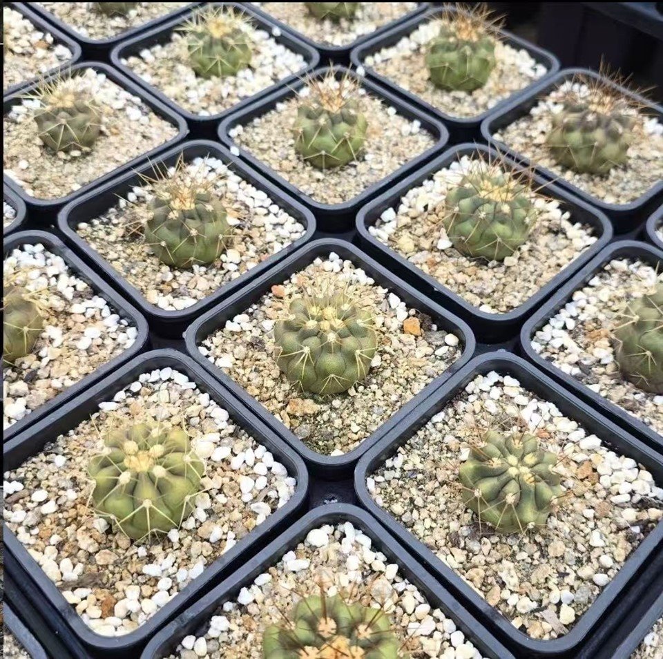 Copiapoa Haseltoniana