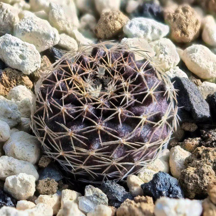 Copiapoa Tenuissima best
