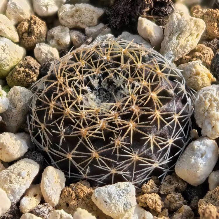 Copiapoa Tenuissima
