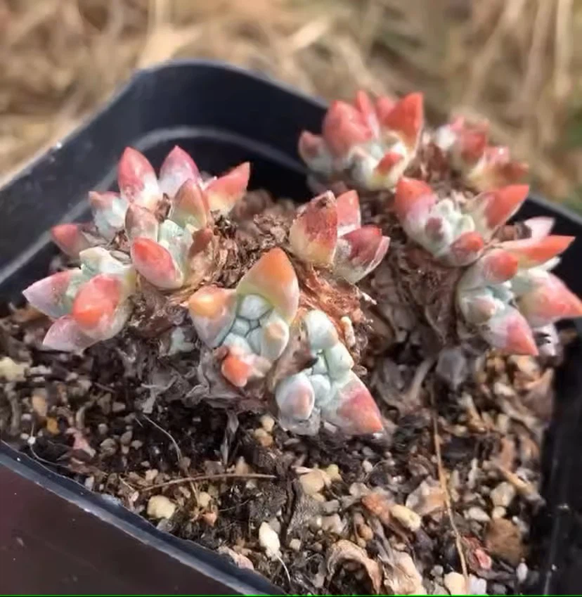 Dudleya Gnoma