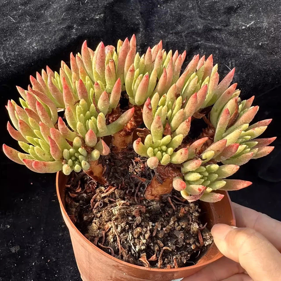 Dudleya Viscida