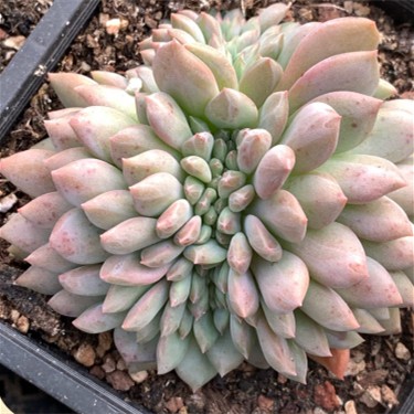 Echeveria 'Ariel' Wholesale Succulent Plants