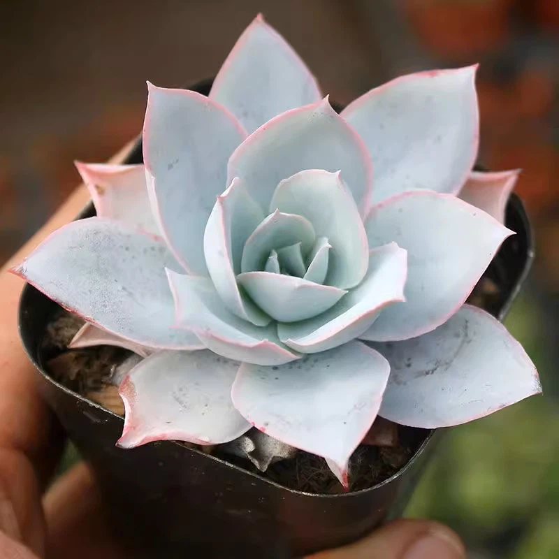 Echeveria Cante