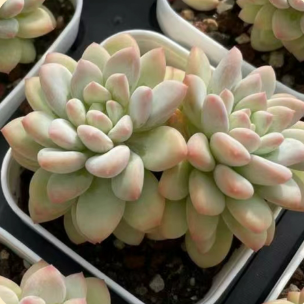 Echeveria 'ice Cream'