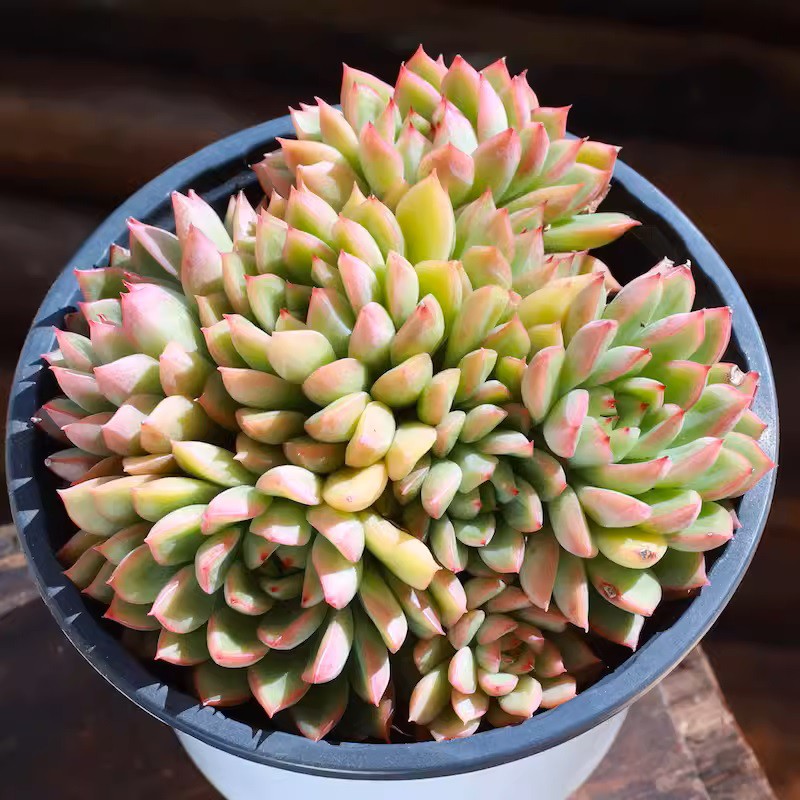 Echeveria Mebina Variegate Clustering