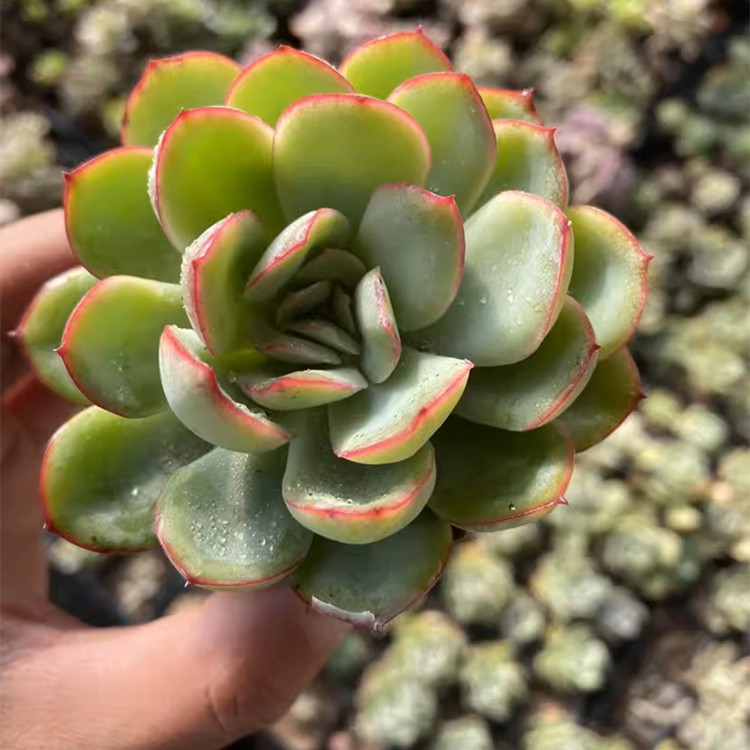 Echeveria Paramera