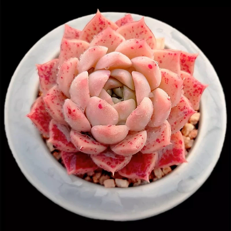 Echeveria Powdery Spots