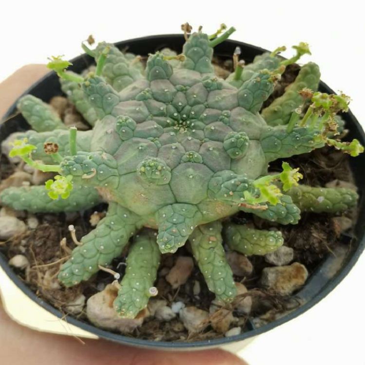 Euphorbia Brevirama