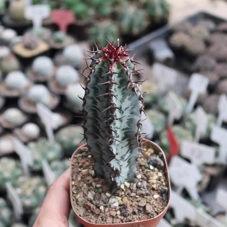 Euphorbia Confinalis Subsp. Rhodesiaca factory